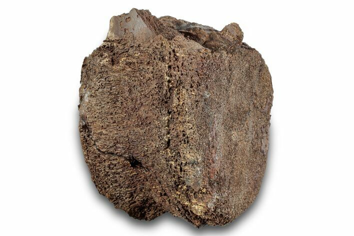 Hadrosaur (Edmontosaurus) Caudal Vertebra Centrum - Wyoming #265528
